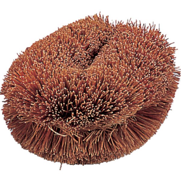 画像1: TRUSCO ナチュラルブラシ「イガグリ君」 170mm TW-L [176-9766] (1)